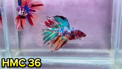 Multicolor Halfmoon Male Betta Fish | Order Directly From Farm | You Pick Fish