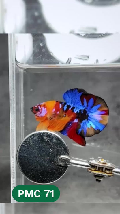 Multicolor Plakat Male Betta Fish |Show Grade|  You Pick Fish