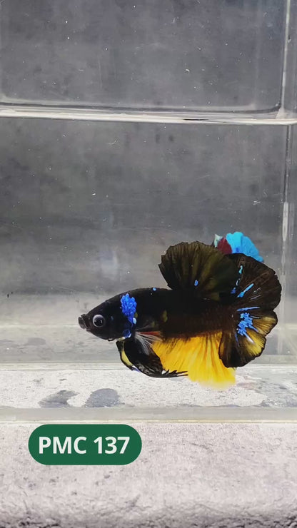 Multicolor Plakat Male Betta Fish |Show Grade|  You Pick Fish