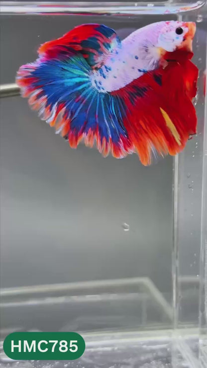 Nemo Halfmoon Male Betta Fish | Order Directly From Farm | You Pick Fish