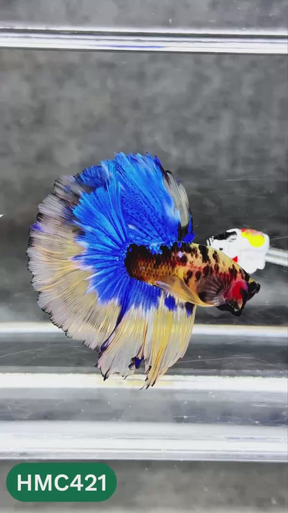 Multicolor Halfmoon Male Betta Fish | Order Directly From Farm | You Pick Fish