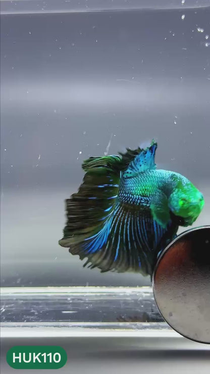 Black Hulk Halfmoon Male Betta Fish | You Pick Fish