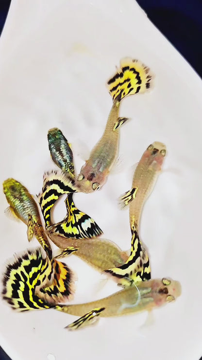 Yellow Tiger Halfmoon Guppy Fish