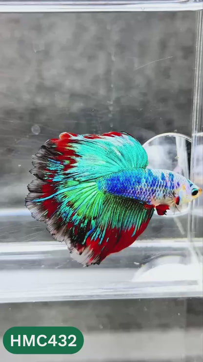 Multicolor Halfmoon Male Betta Fish | Order Directly From Farm | You Pick Fish