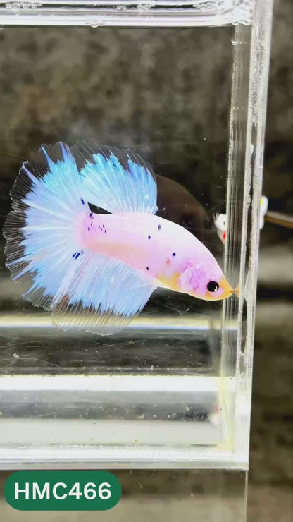 Multicolor Halfmoon Male Betta Fish | Order Directly From Farm | You Pick Fish