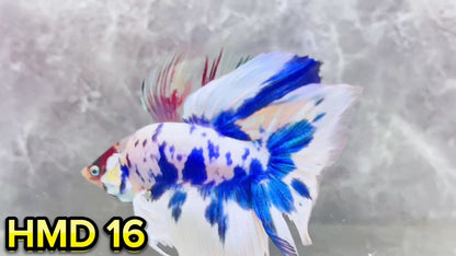 Blue Marble Dot Halfmoon Male Betta Fish | Order Directly From Farm | You Pick Fish