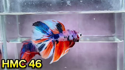 Multicolor Halfmoon Male Betta Fish | Order Directly From Farm | You Pick Fish