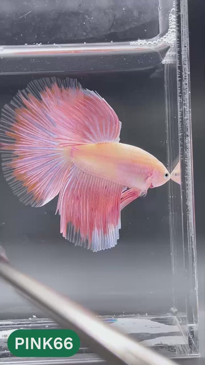 Pink Halfmoon Male Betta Fish | You Pick Fish | Order Directly From Farm