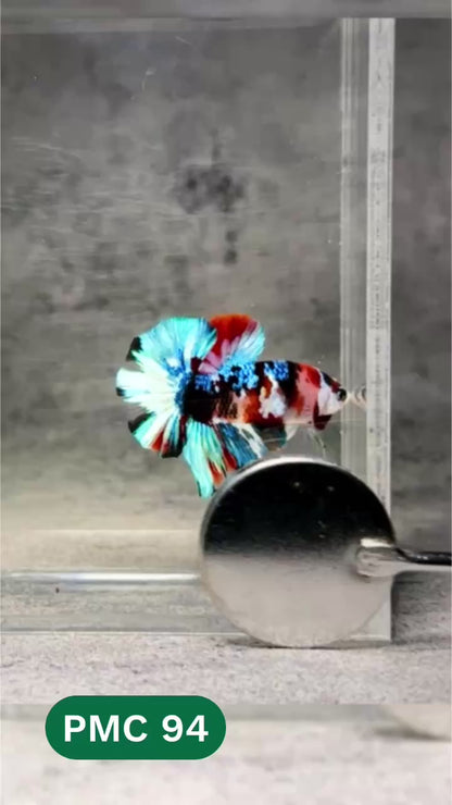 Multicolor Plakat Male Betta Fish |Show Grade|  You Pick Fish