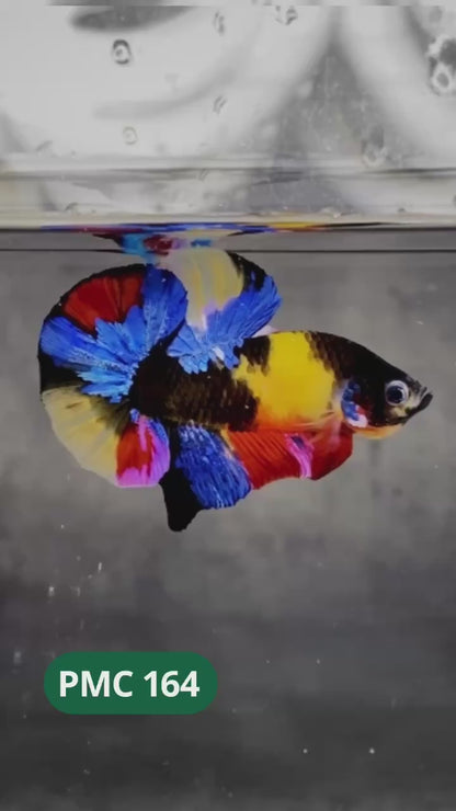 Multicolor Plakat Male Betta Fish |Show Grade|  You Pick Fish