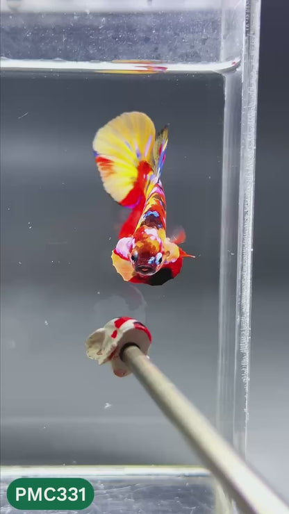 Multicolor Plakat Male Betta Fish | Show Grade |  You Pick Fish