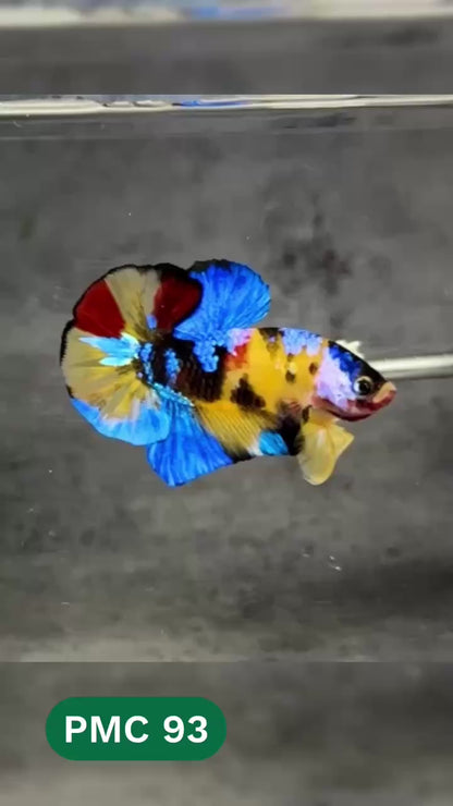 Multicolor Plakat Male Betta Fish |Show Grade|  You Pick Fish