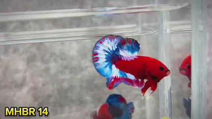 Hellboy Plakat Male Betta Fish | Order Directly From Farm | You Pick Fish