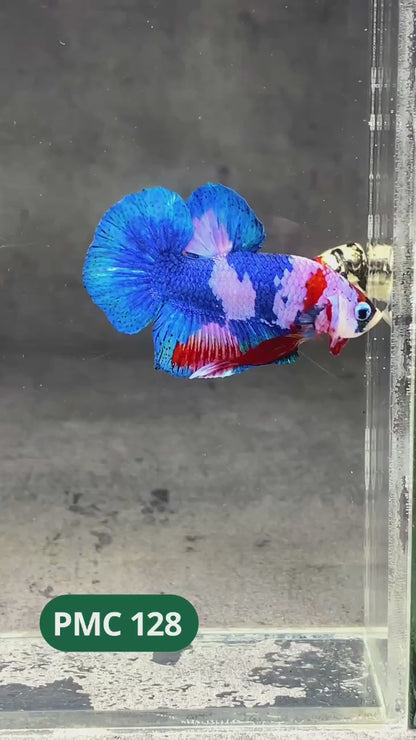 Multicolor Plakat Male Betta Fish |Show Grade|  You Pick Fish