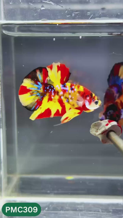 Multicolor Plakat Male Betta Fish | Show Grade |  You Pick Fish
