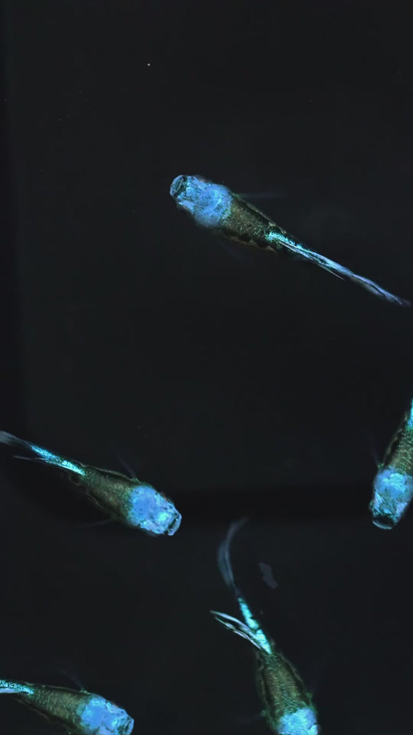 Blue Koi Guppy Fish — Swimming Video