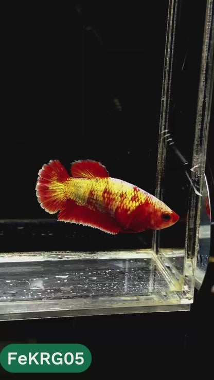 Koi Red Gold Female Betta Fish | You Pick Fish | High Grade