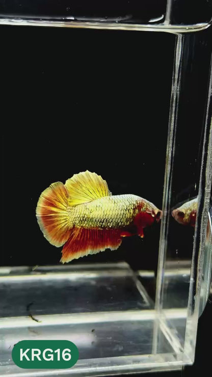 Koi Red Gold Galaxy Plakat Male Betta Fish | You Pick Fish