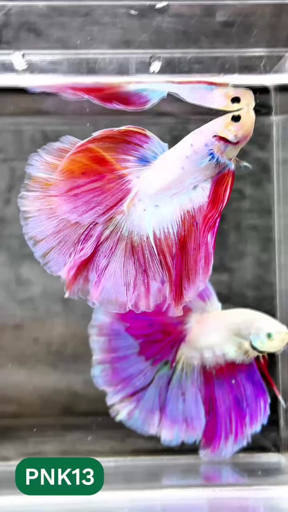 Pink Halfmoon Male Betta Fish | You Pick Fish | Order Directly From Farm