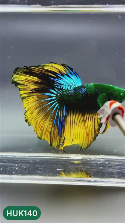 Black Hulk Halfmoon Male Betta Fish | You Pick Fish