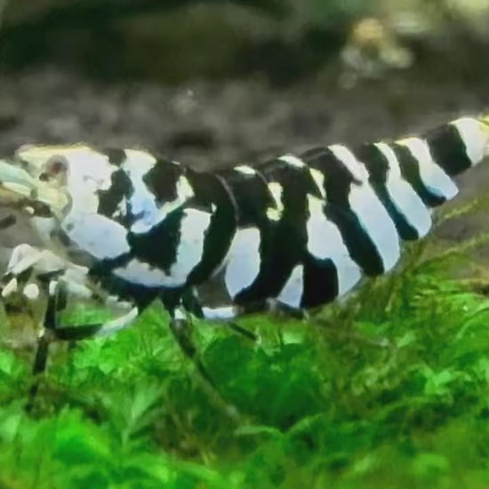 Black Fancy Tiger Caridina Shrimp