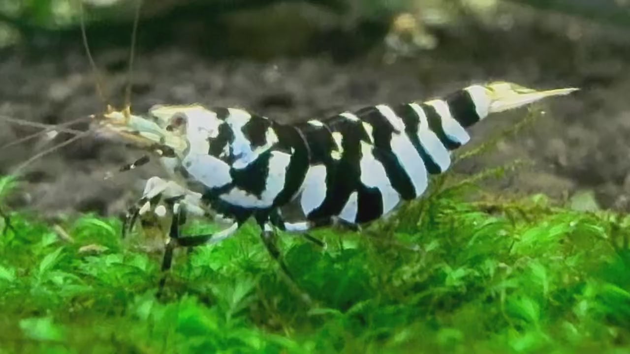 Black Fancy Tiger Caridina Shrimp