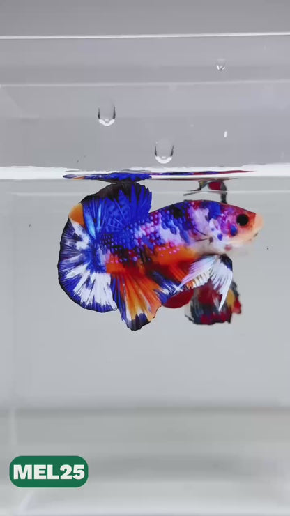 Metallic Plakat Betta Fish | You Pick Betta | Exotic Fish