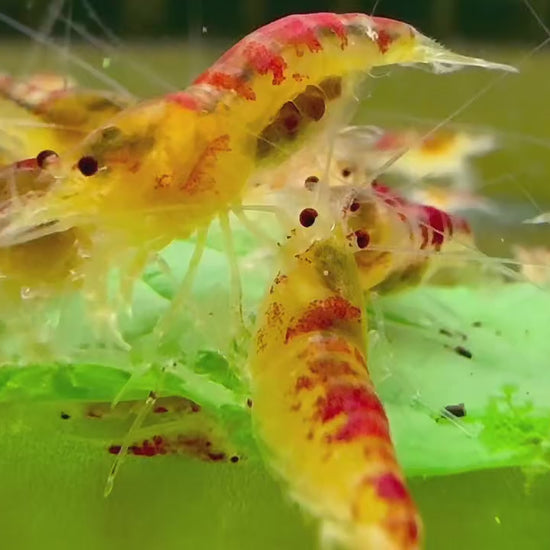 Red Dragon Caridina Shrimp