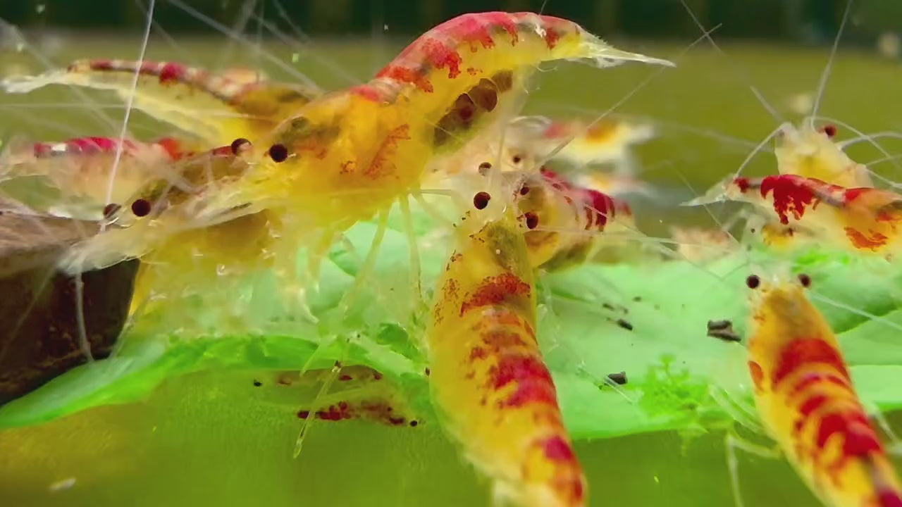 Red Dragon Caridina Shrimp