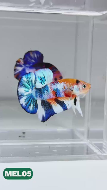Metallic Plakat Betta Fish | You Pick Betta | Exotic Fish