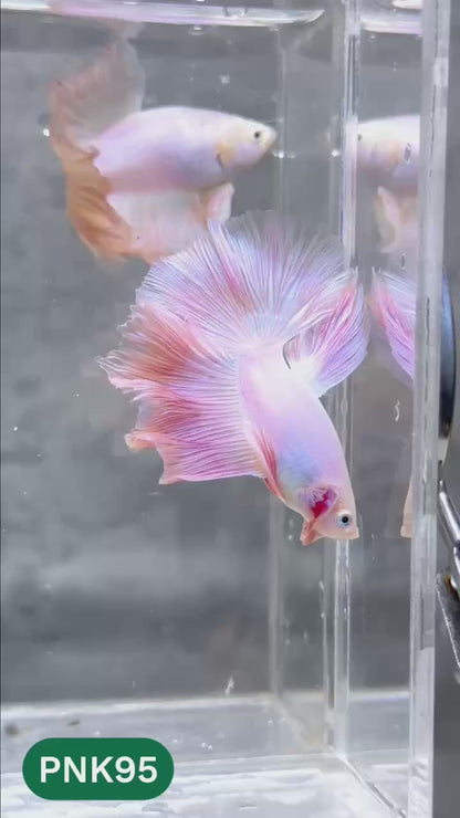 Pink Halfmoon Male Betta Fish | You Pick Fish | Order Directly From Farm
