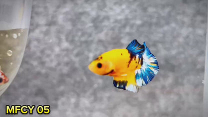 Yellow Fancy Male Betta Fish | Order Directly From Farm | You Pick Fish