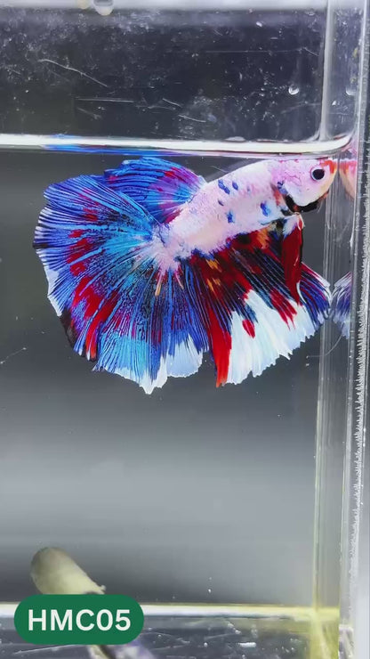 Multicolor Halfmoon Male Betta Fish | High Grade | Order Directly From Farm |  You Pick Fish