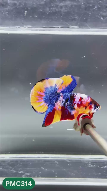 Multicolor Plakat Male Betta Fish | Show Grade |  You Pick Fish