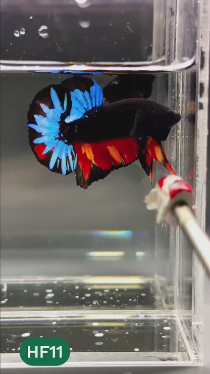 Dark Flame Hellfire Plakat Male Betta Fish | You Pick Fish | Exotic Betta