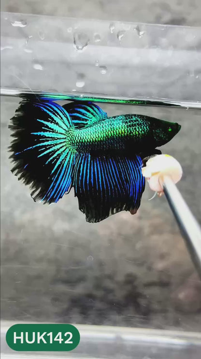 Black Hulk Halfmoon Male Betta Fish | You Pick Fish
