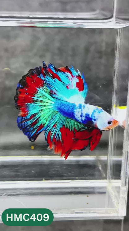 Multicolor Halfmoon Male Betta Fish | Order Directly From Farm | You Pick Fish