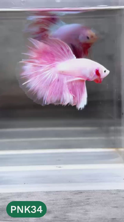 Pink Halfmoon Male Betta Fish | You Pick Fish | Order Directly From Farm