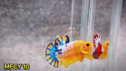 Yellow Fancy Male Betta Fish | Order Directly From Farm | You Pick Fish