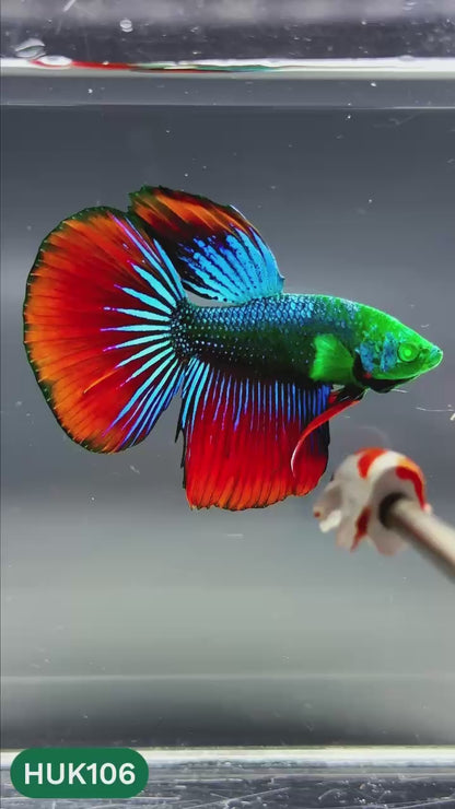 Black Hulk Halfmoon Male Betta Fish | You Pick Fish