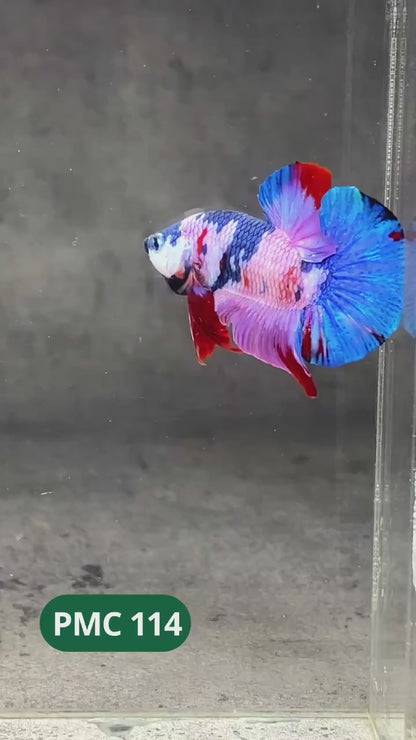Multicolor Plakat Male Betta Fish |Show Grade|  You Pick Fish