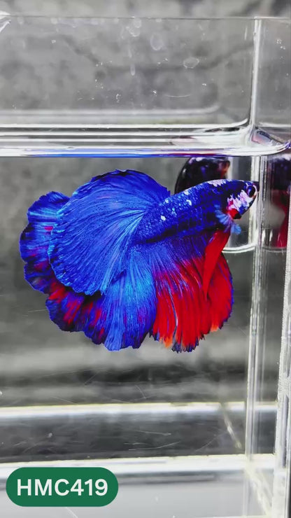 Multicolor Halfmoon Male Betta Fish | Order Directly From Farm | You Pick Fish