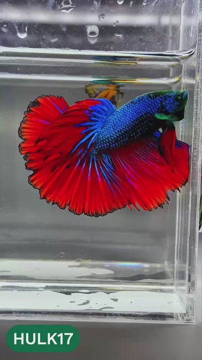 Black Hulk Halfmoon Male Betta Fish | You Pick Fish