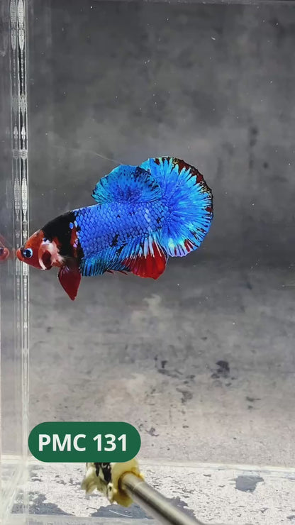 Multicolor Plakat Male Betta Fish |Show Grade|  You Pick Fish
