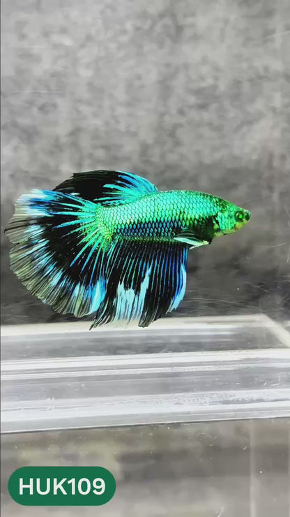 Black Hulk Halfmoon Male Betta Fish | You Pick Fish