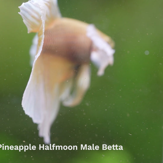 Dumbo Pineapple Halfmoon Male Betta