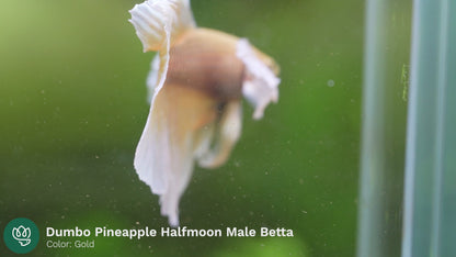 Dumbo Pineapple Halfmoon Male Betta