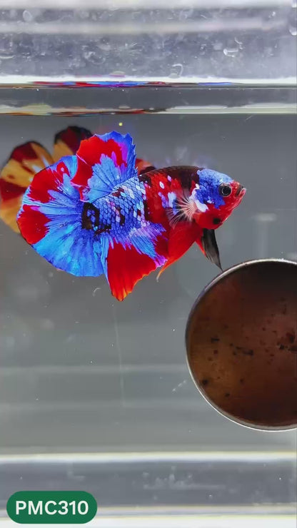 Multicolor Plakat Male Betta Fish | Show Grade |  You Pick Fish