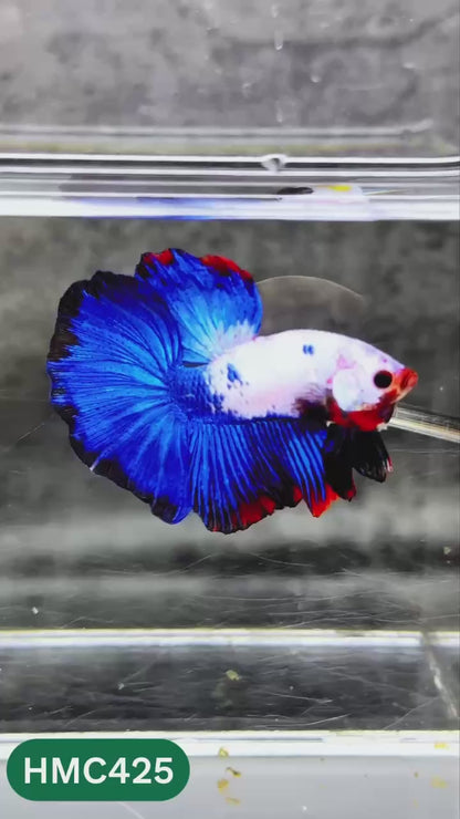 Multicolor Halfmoon Male Betta Fish | Order Directly From Farm | You Pick Fish