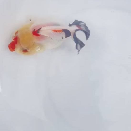 Tri Color Oranda Short Tail | You Pick Goldfish